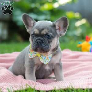 Indi, French Bulldog Puppy